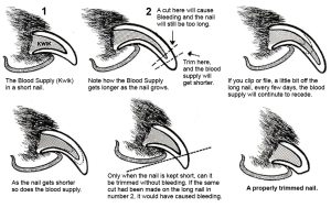 Nail-Trimming-Diagram